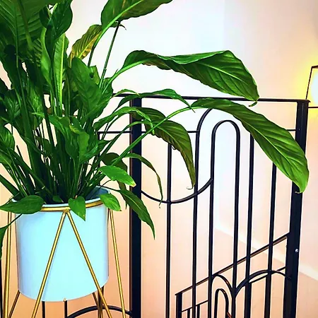 Cinematique Πανσιόν 4*